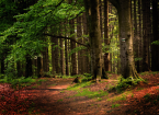  Forestry and Woodland Operations for Landowners