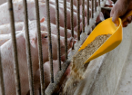 Pig Nutrition, Feed Efficiency and Alternative Feeds