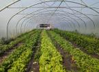 Planning and Polytunnels for Commercial Growers in Wales