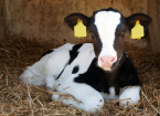 Pneumonia in Calves