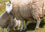 Post-Lambing Diseases in Ewes