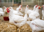Poultry Biosecurity