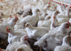 Managing Poultry Manure