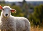 Respiratory Disease in Sheep