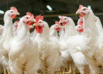 Respiratory Disease in Poultry