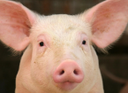 Respiratory Diseases in Pigs