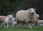 Welsh Sheep Genetics Programme