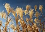 Miscanthus