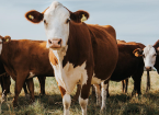Trace Elements in Cattle