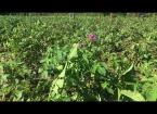 EIP Wales Potato Blight