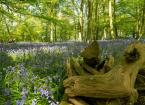 Woodland Management for Conservation