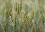 wheat