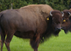 buffalo