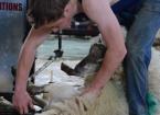 shearing