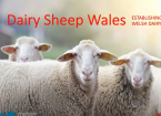dairy sheep farming