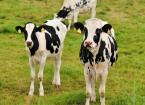 dairy heifers 0