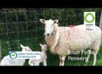 Outdoor lambing (Rhun Fychan, Penwern)