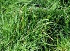 grass
