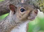 Grey Squirrel Control