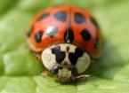 ladybird