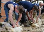 Machine sheep shearing