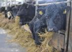philip jones bulling heifers eating silage 2