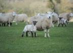 rhidian glyn ewes nd lambs 1
