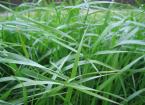 ryegrass 0