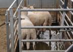 sheep in footbath