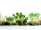 microgreens