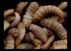 Alternative Protein Invertebrates