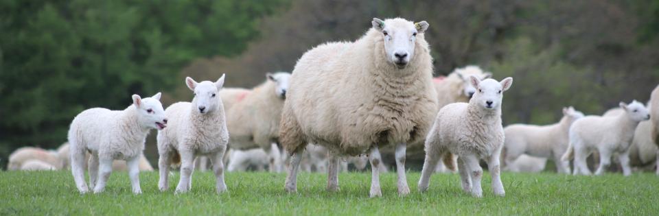 Welsh Sheep Genetics Programme