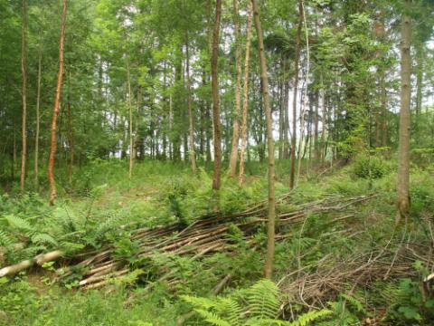 Comparison of the relative environmental benefits of low impact machinery in small scale farm woodlands