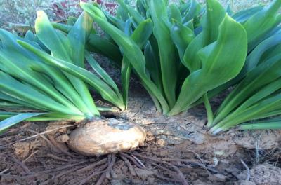 Feasibility study on Squill Production in North Wales