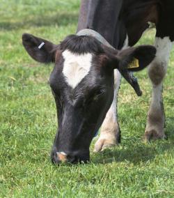 Investigation of the effect of contrasting dairy production systems in West Wales on the profile of milk fatty acids (especially omega 3 and 6)