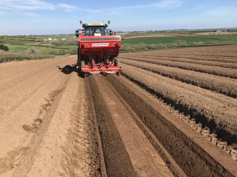 Potato planting