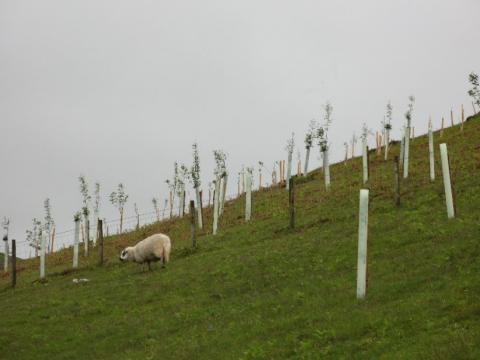 agroforestry