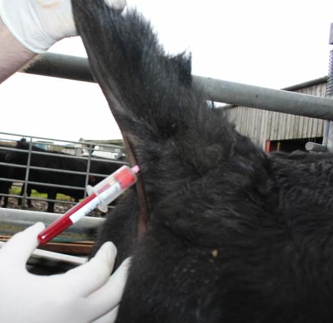 animal health welfare at the winter fair 0