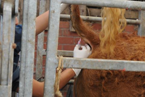 blood sample being taken from tail
