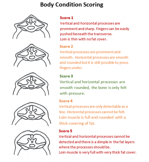 body condition scoring