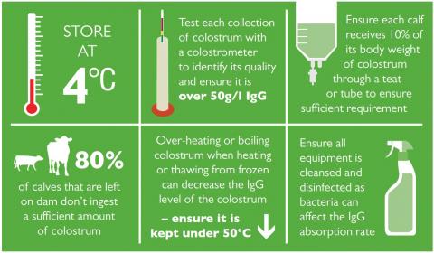 calf rearing management