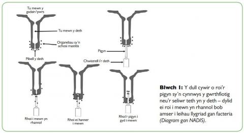 dry cow therapy 1 cym