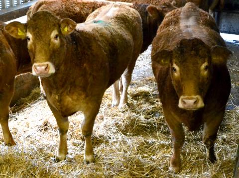 heffrod pencraig pencraig heifers