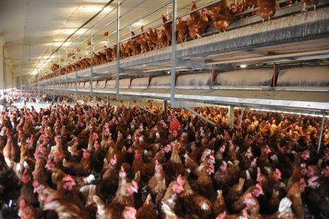 hens in tier system 1