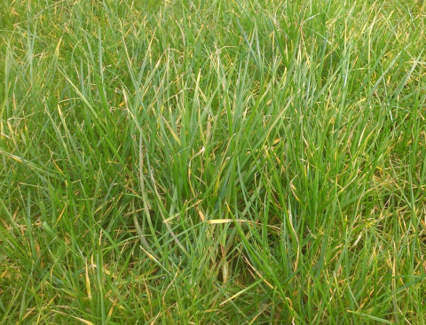 image preserving sward quality