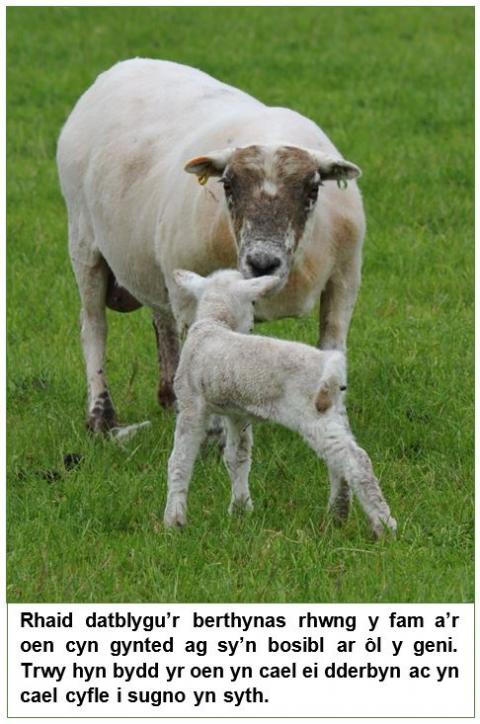 lamb pic with text cy