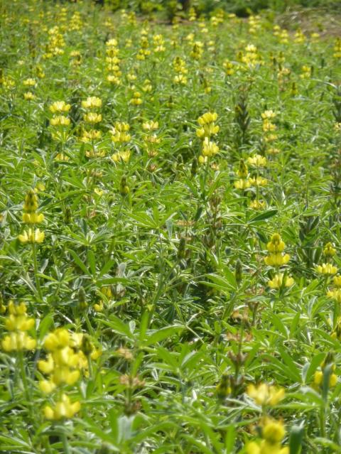 liupins tech article 1