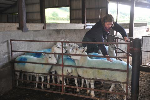 liz genever condition scoring ewes 2