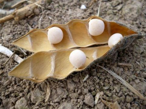 lupins tech article 3