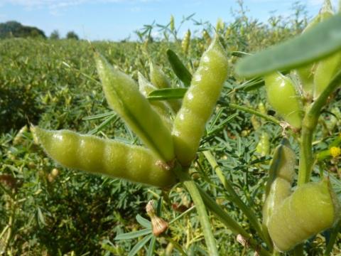 lupins techarticle 2